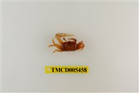 藏品(乳白南方招潮蟹)的圖片